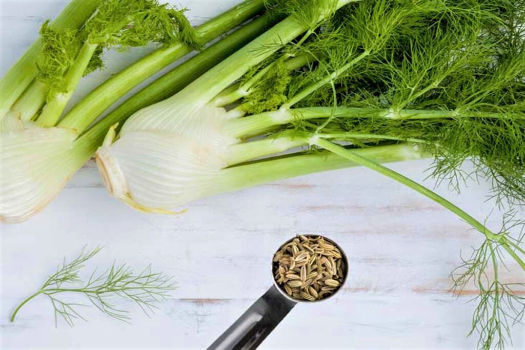 fennel seeds in India