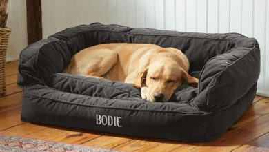 Photo of What are some top Bed Brands for the Dogs