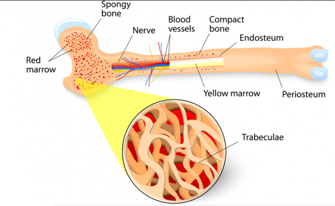 treatment for sickle cell anemia