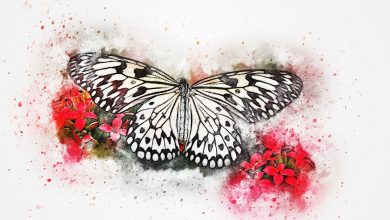 Photo of Butterfly Drawing For Kids Inspiration