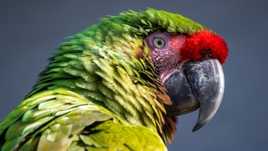 Photo of What is interesting about parrots?