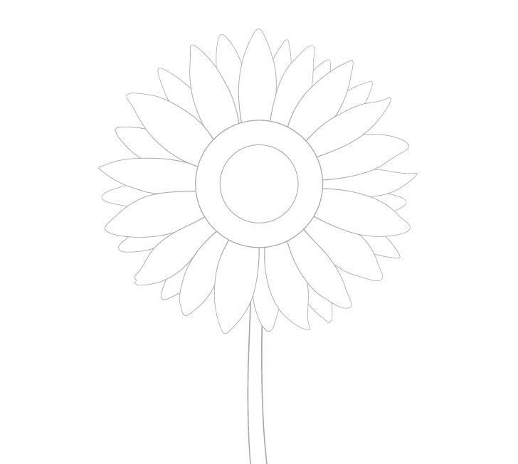 Sunflower stem drawing