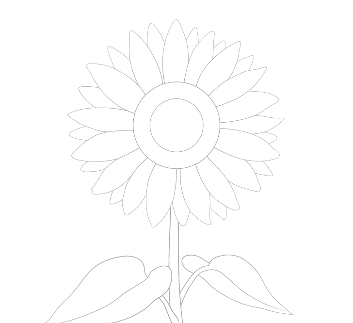 Sunflower leaves drawing