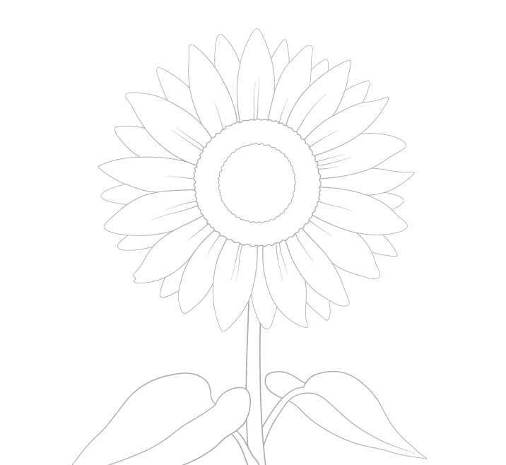 Sunflower flower petal folds drawing