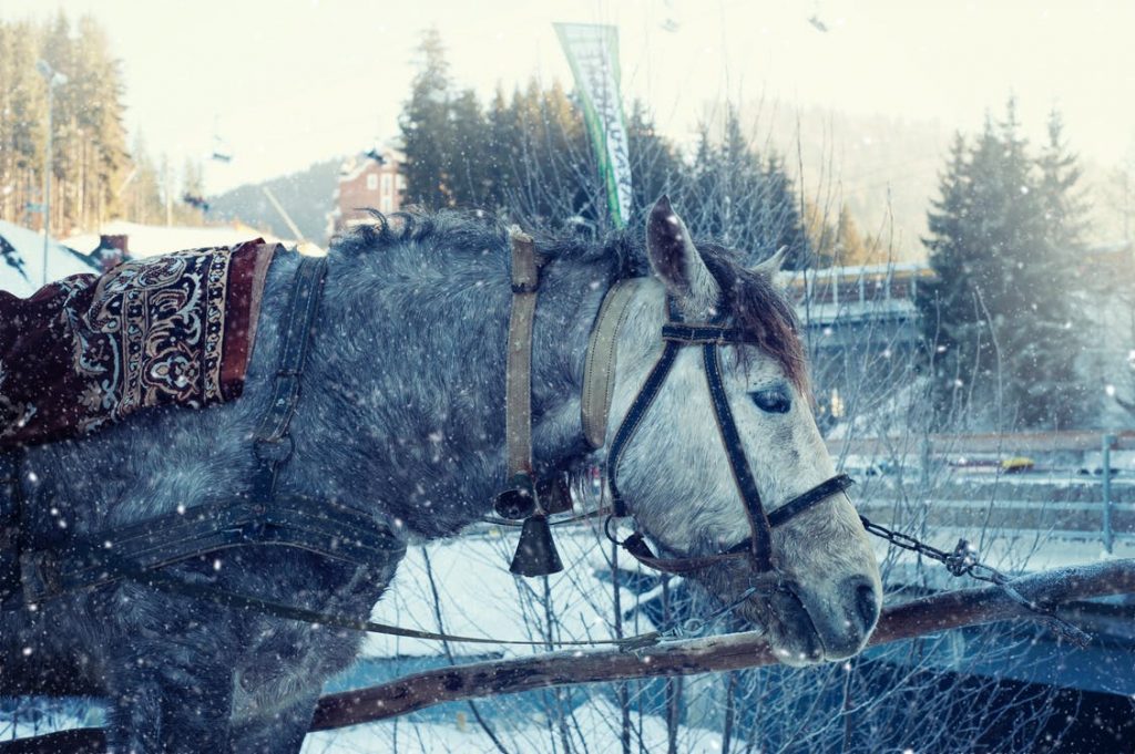 winter horse rugs