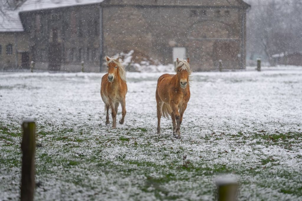 winter horse rugs