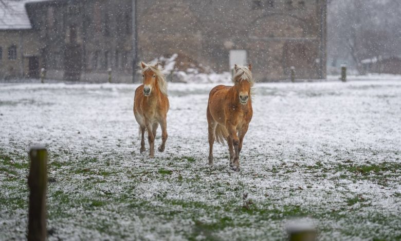 winter horse rugs