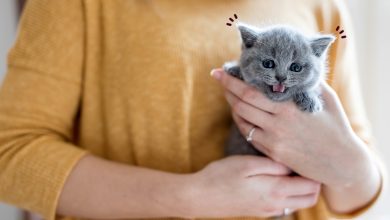 Photo of Kitten Care Regime – Know Everything about Raising One