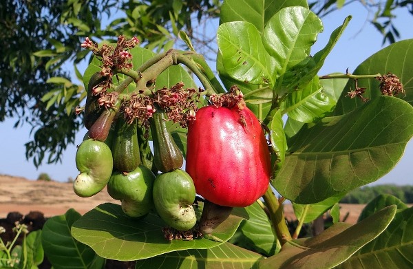 Cashew Farming in India - Complete Guide for Beginners