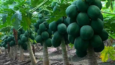 Photo of Papaya Farming Business in India – Complete Information