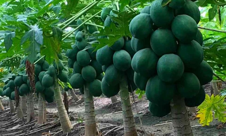 Papaya Farming Business in India - Complete Information