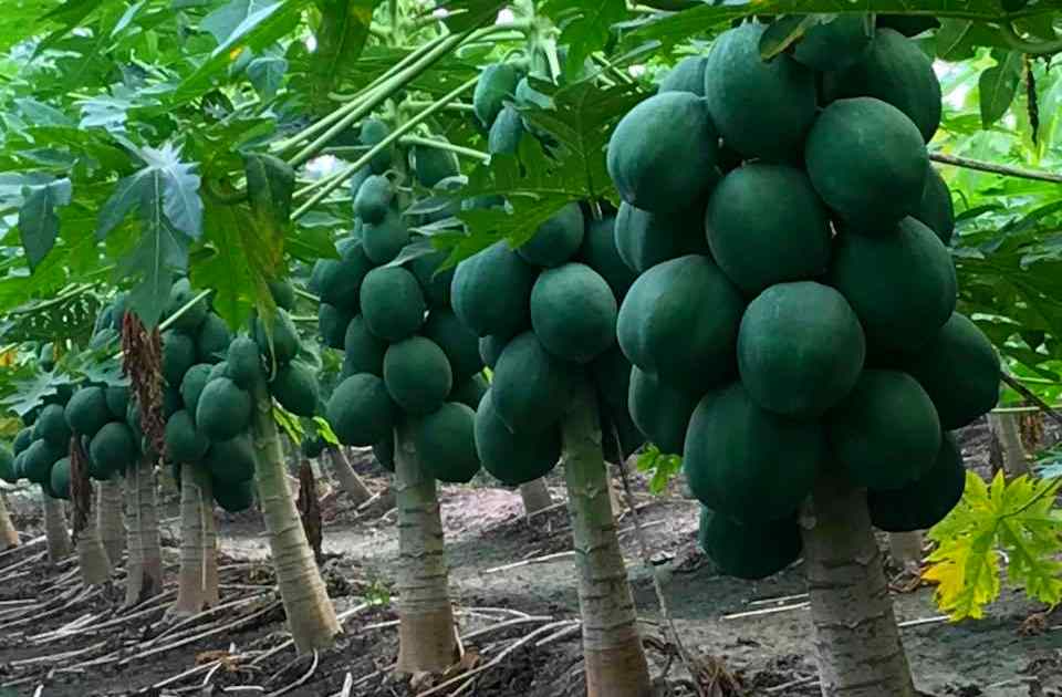 Papaya Farming Business in India - Complete Information