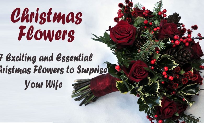 christmas flowers- 7 Exciting and Essential Christmas Flowers to Surprise Your Wife