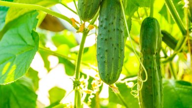 Photo of Cucumbers – Planting, Growing, And Harvesting Procedure