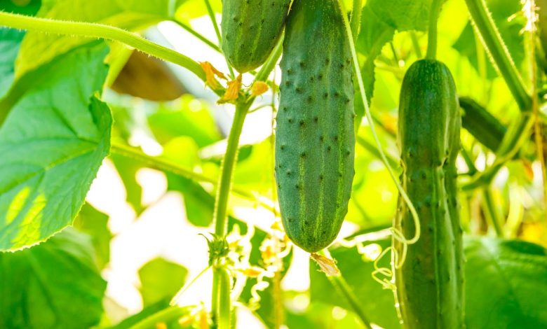 Cucumbers - Planting, Growing, And Harvesting Procedure