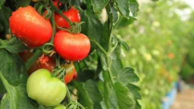 Photo of Health Benefits of Tomato With Tomato Cultivation Guidelines