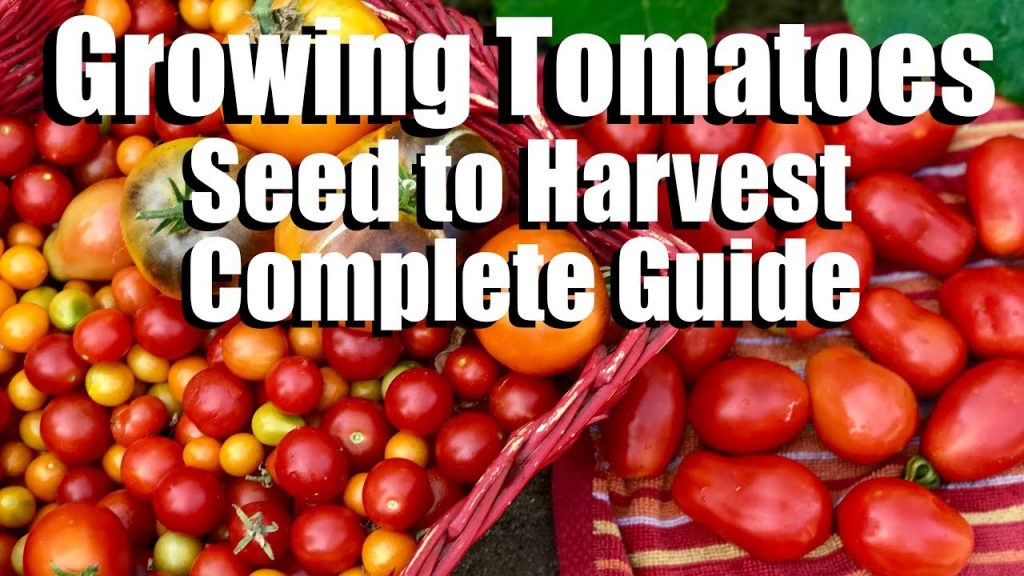 Guidance on Tomato Farming and Management