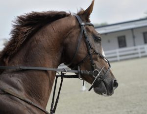 Horse riding along Atlantic Coast of France