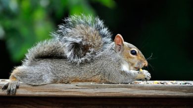 Photo of You’ve Got Squirrels in Your Home.