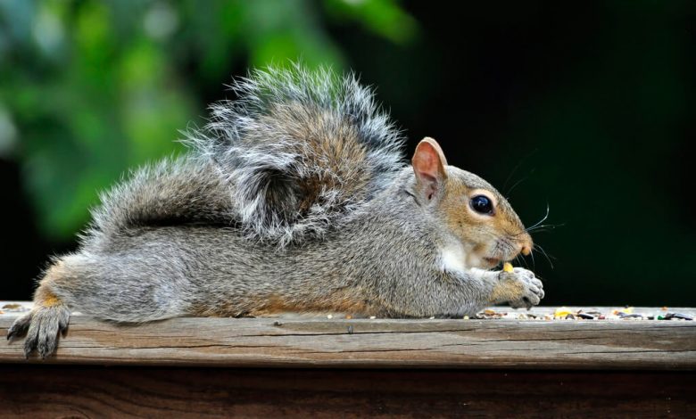 how to get rid of squirrels in your home