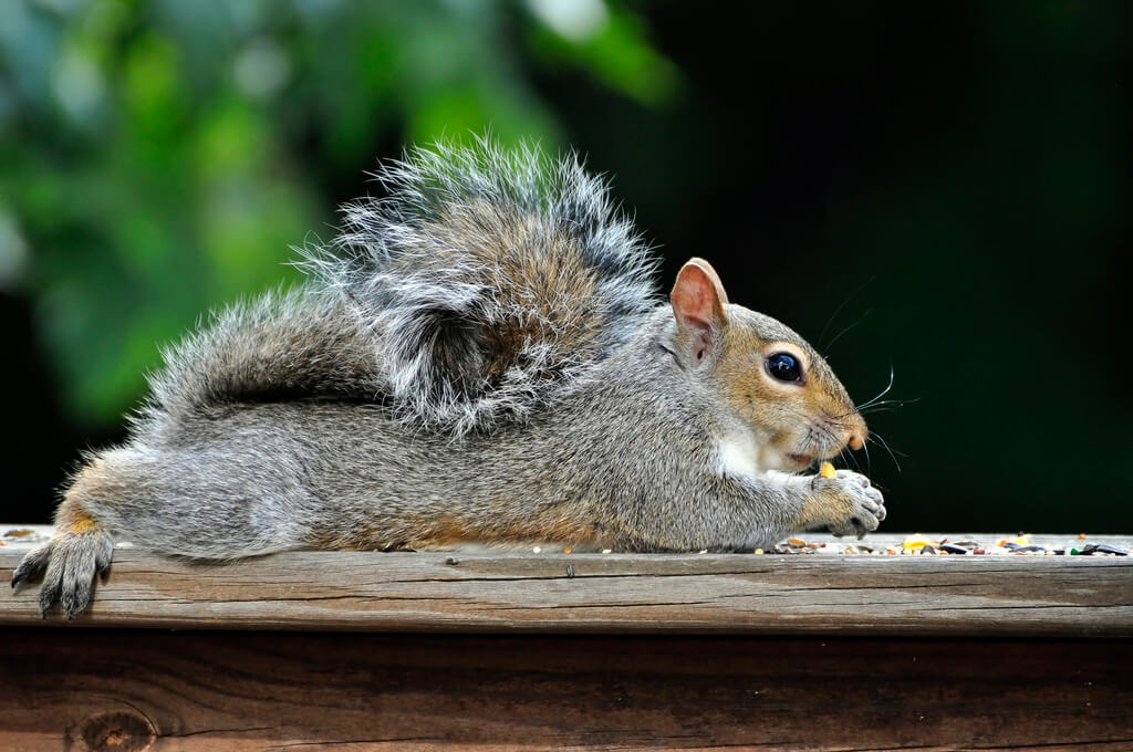 how to get rid of squirrels in your home