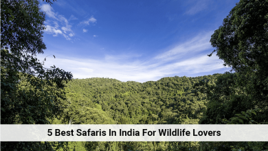 Photo of 5 Best Safaris In India For Wildlife Lovers