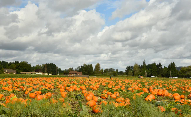 Pumpkin Farming