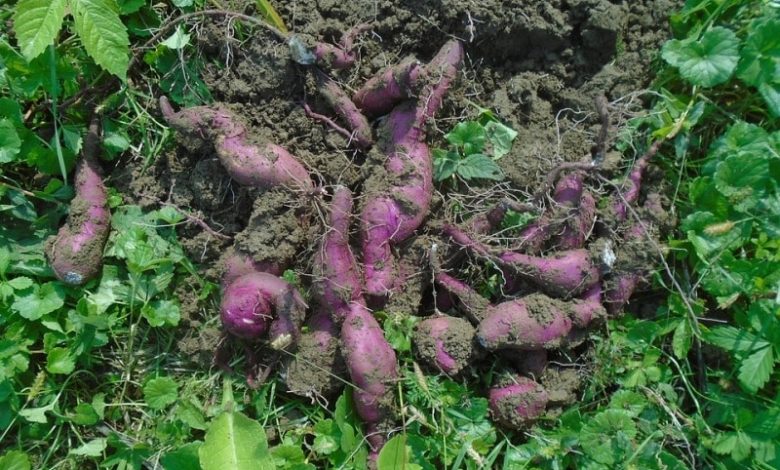 Profitable Sweet Potato Farming In India With Guidance