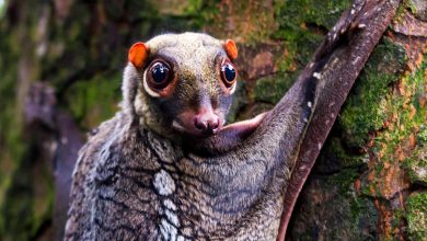 Photo of Weird Animals Creatures You Have Never Seen Before