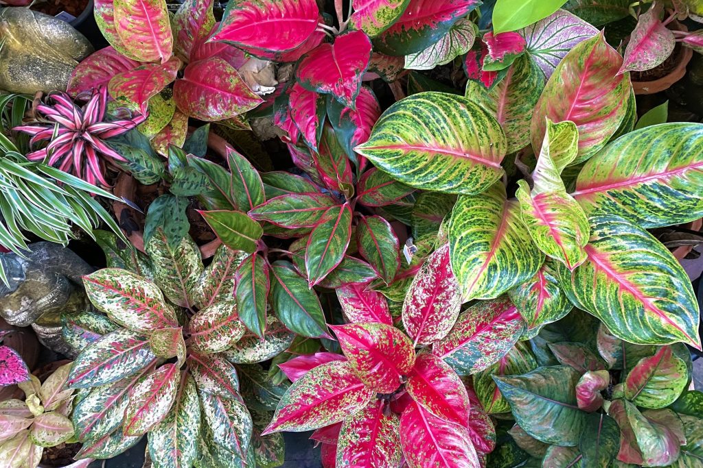 Buy Real Aglaonema plant