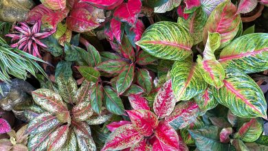 Photo of Buy Real Aglaonema plant online in India