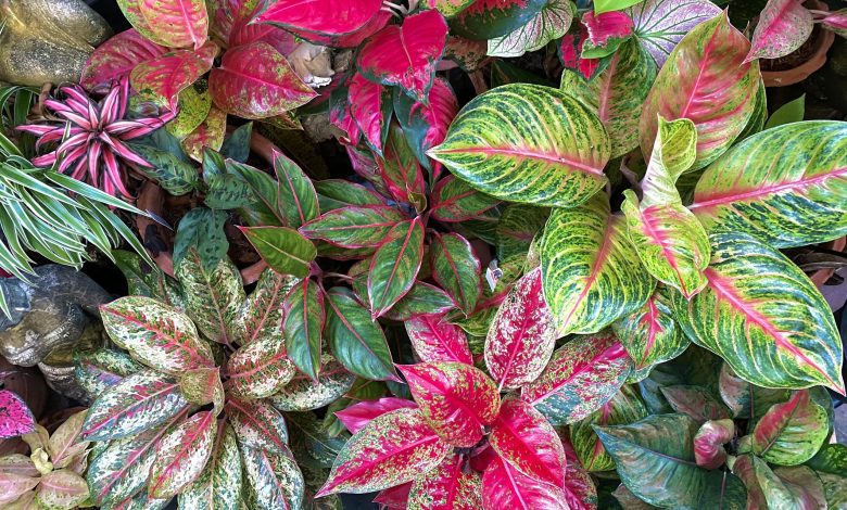 Buy Real Aglaonema plant