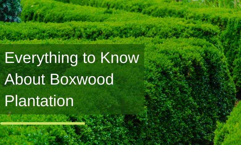 Everything to know about Boxwood plantation