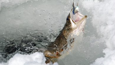 Photo of Top 10 Ice Fishing Tips and Techniques