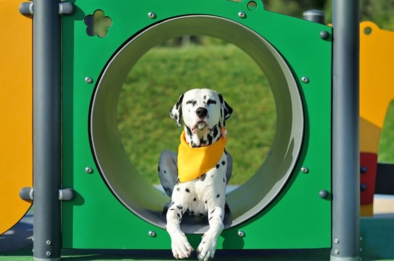 Dog playground equipment