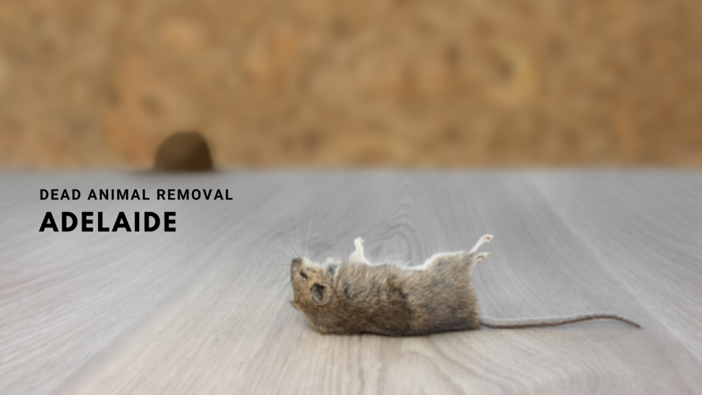 dead animal removal Adelaide