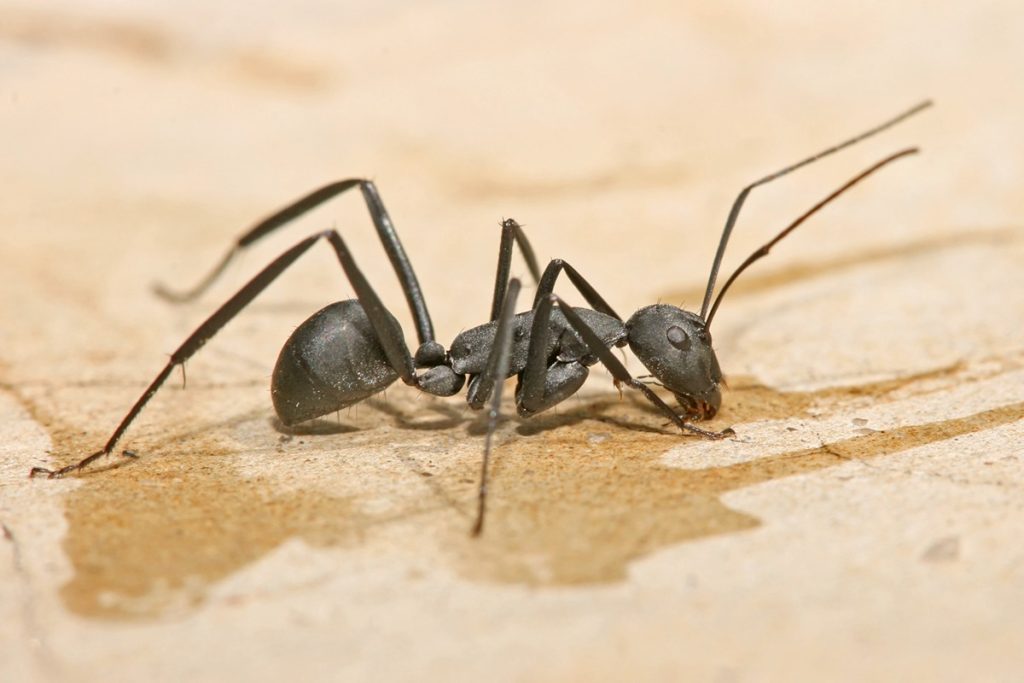 local ants pest control