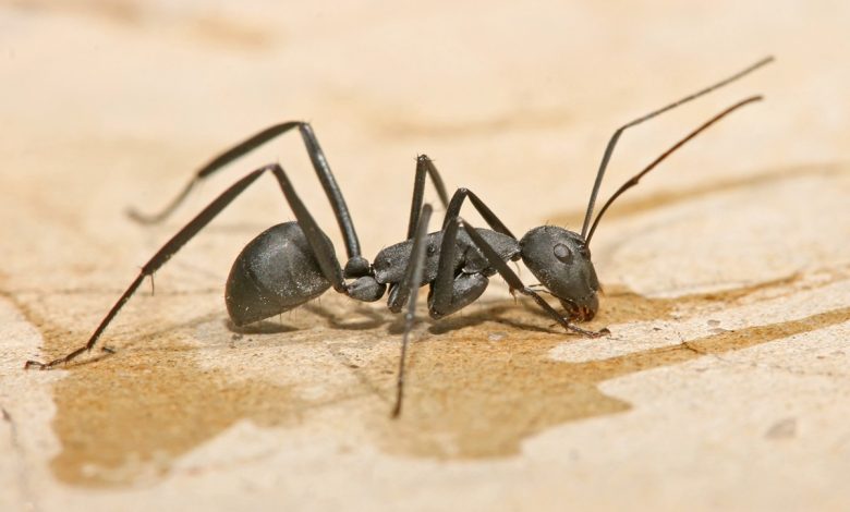 local ants pest control