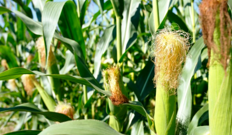 Maize Cultivation in India