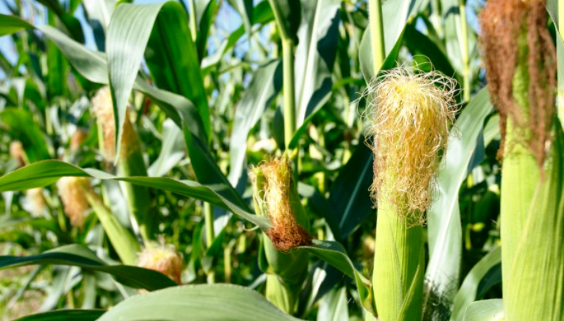 Maize Cultivation in India