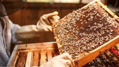 Photo of 6 Beehive Removal Steps You Should Take