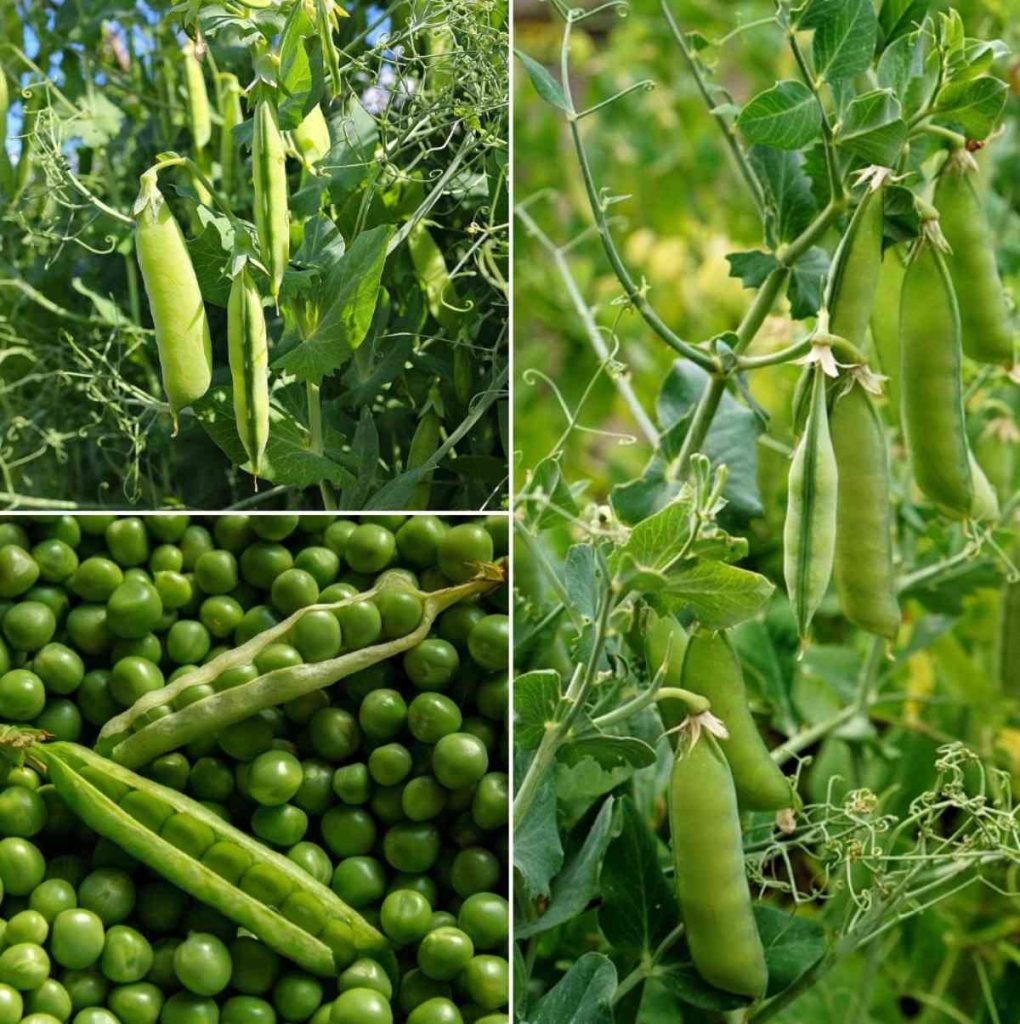 Green Peas Farming