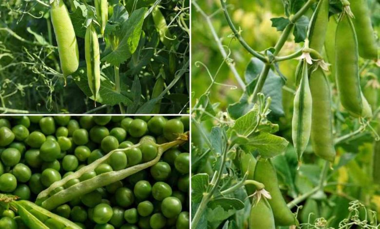Green Peas Farming