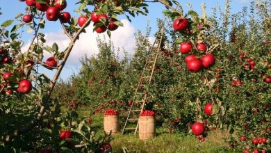 Photo of Complete Information About An Apple Farming In India