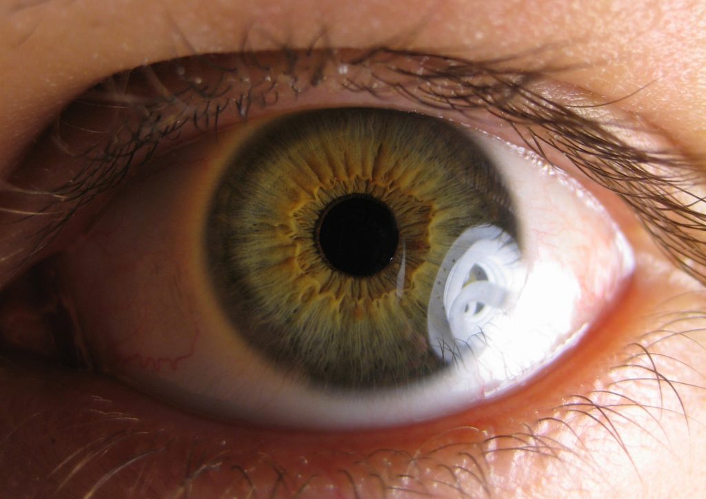 pupillary light reflex