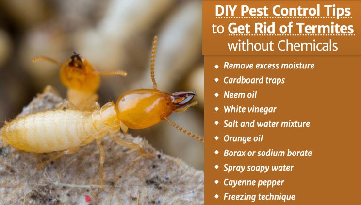 Termite Control