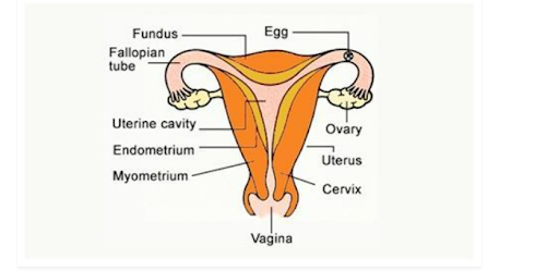 Female reproduction system