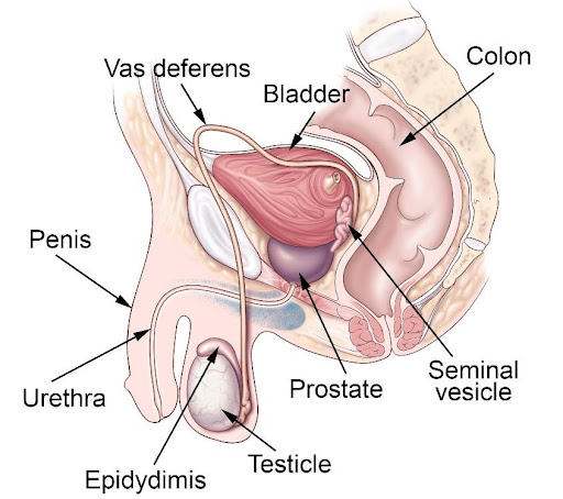 Male reproduction system