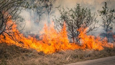 Photo of Bushfire and Air Purifiers – Are they the Solution?
