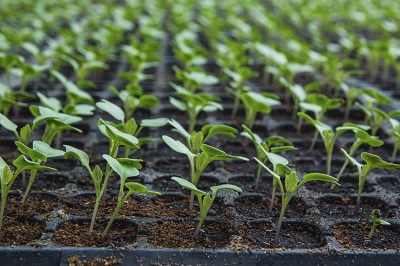 Broccoli Cultivation Guide: Learn How to Growing Broccoli